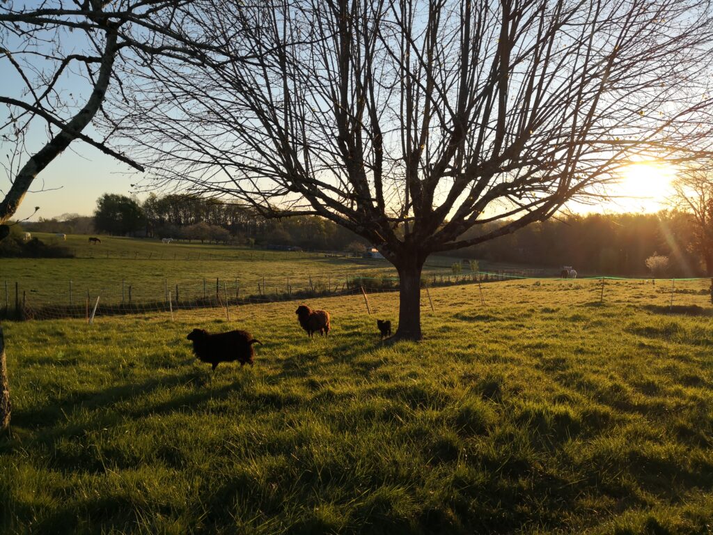 Couché de soleil sur une prairie enherbée avec mouton