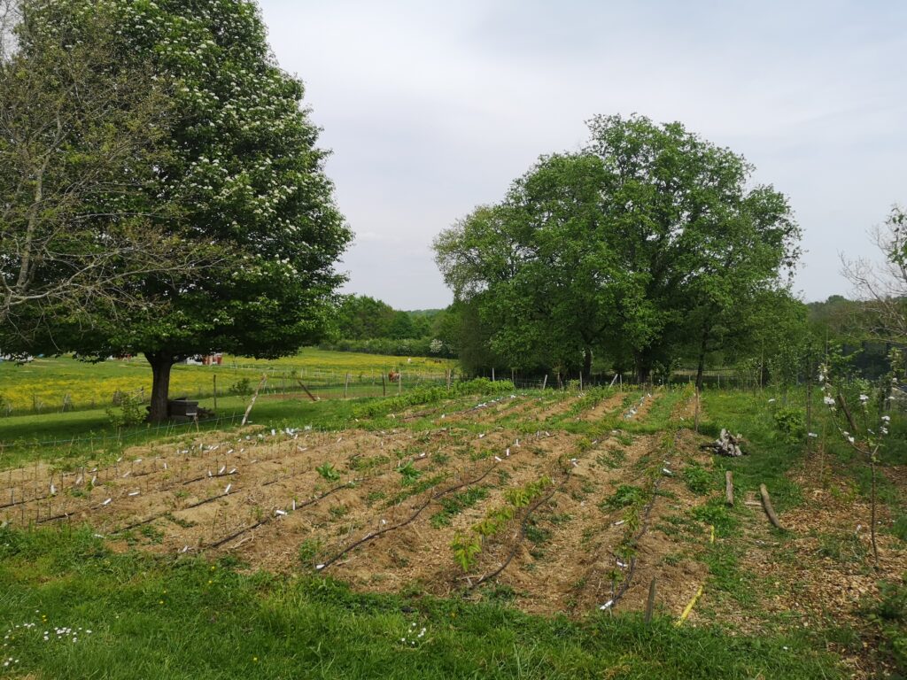 Parcelle de jeunes arbres fruitier