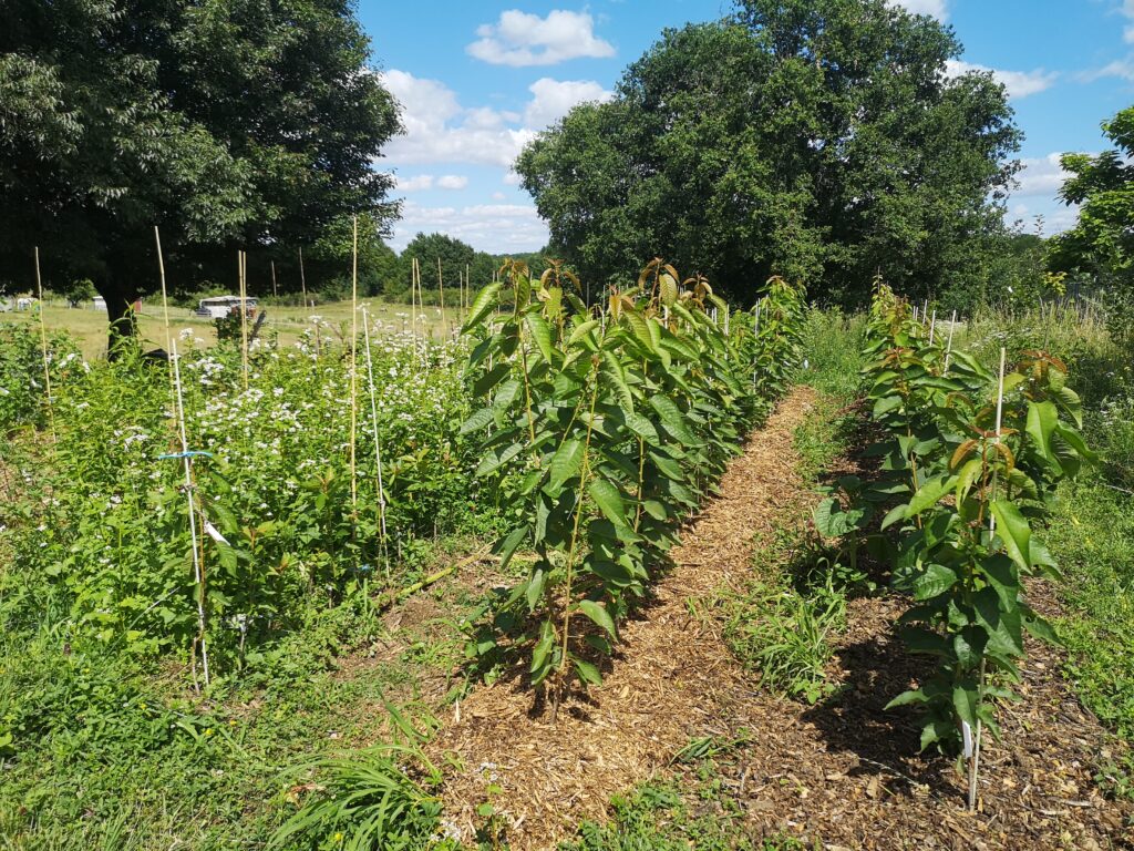 jardin arboré et fleuri