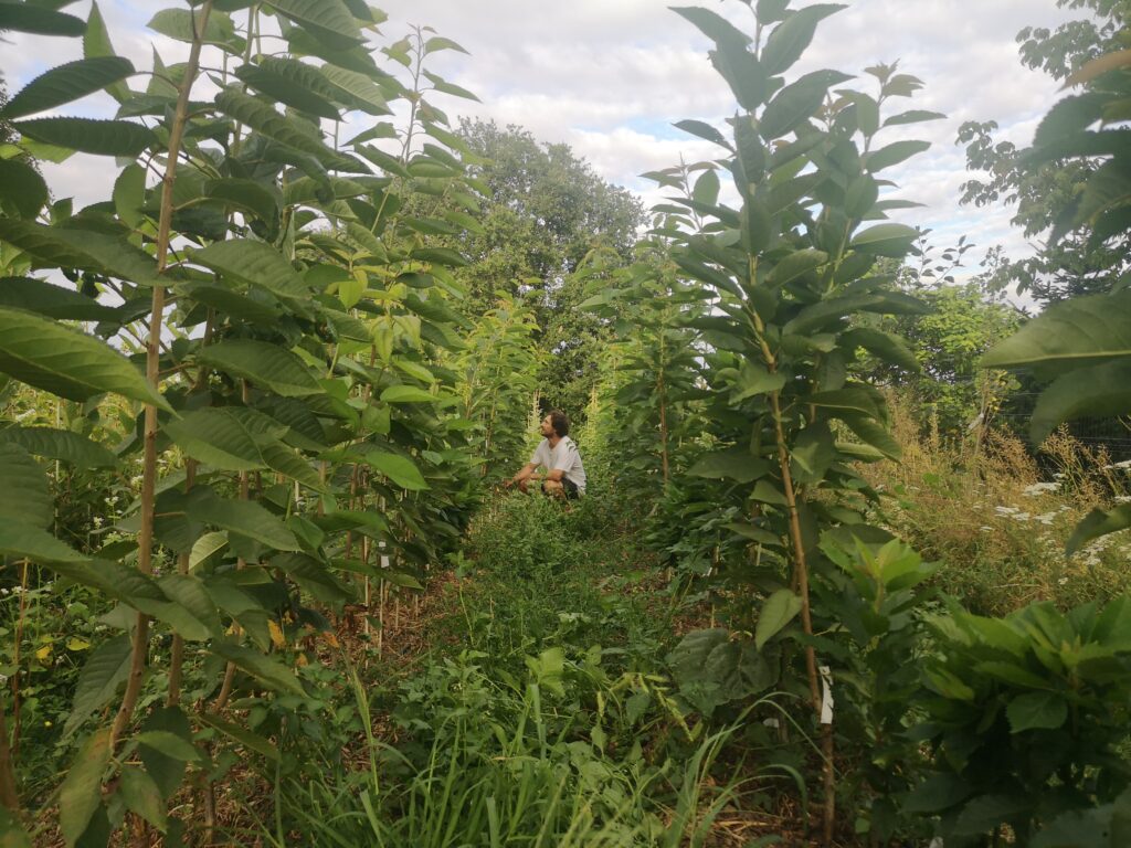 Pierre-François Roy dans le jardin des intuitions