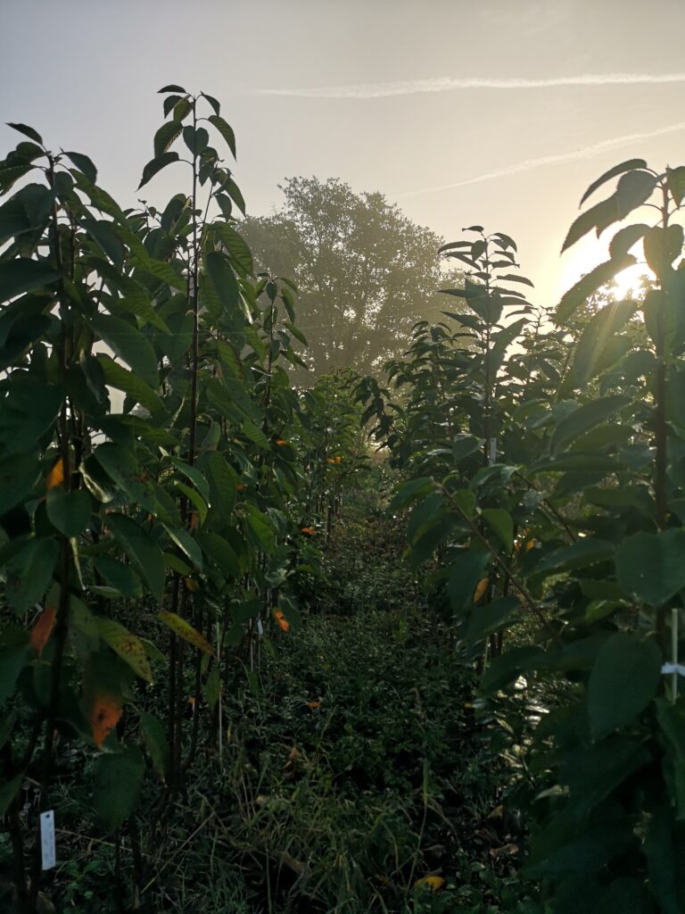 Jeune plant d'arbre fruitier au lever du soleil