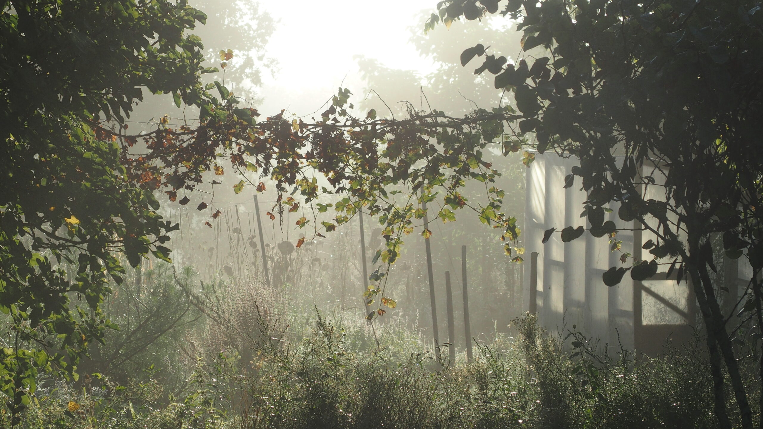 Le jardin des intuitions, au lever du soleil, dans le brouillard