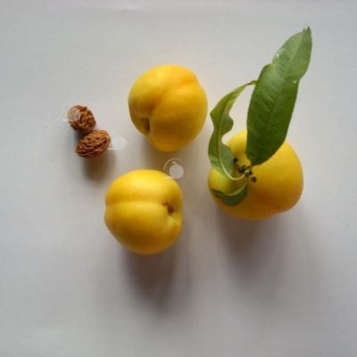 Brugnon canari