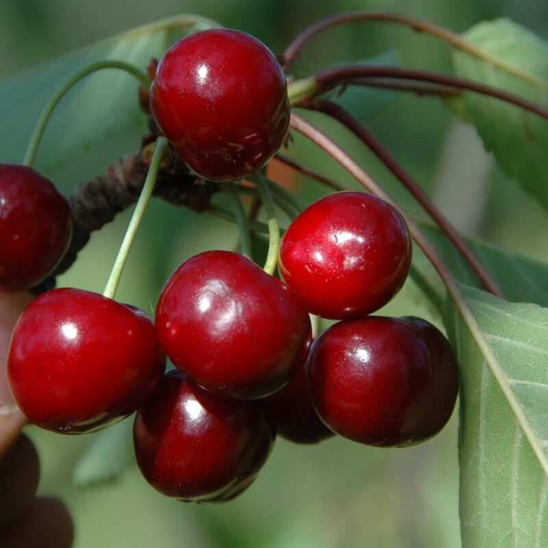 Cerise Xapata