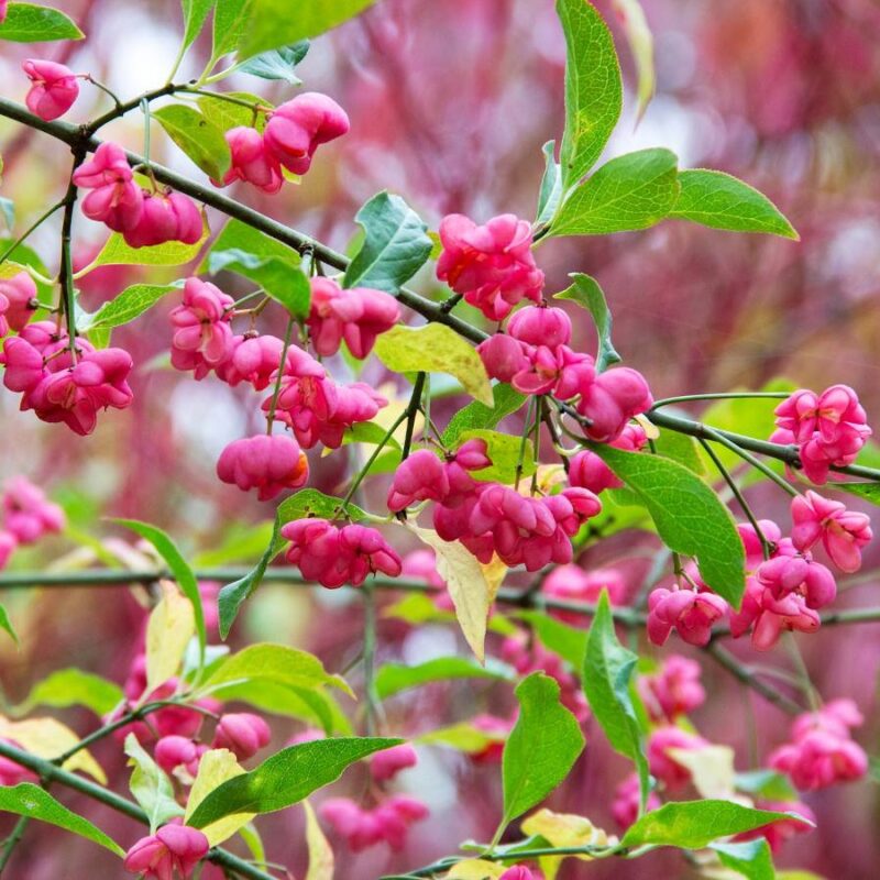 Fusain d'Europe (Euonymus europaeus)