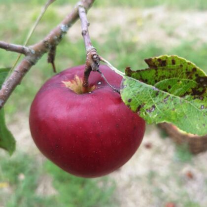 Pomme Akane
