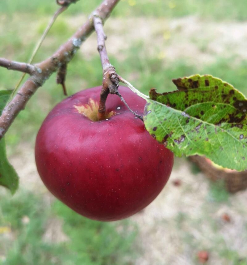 Pomme Akane