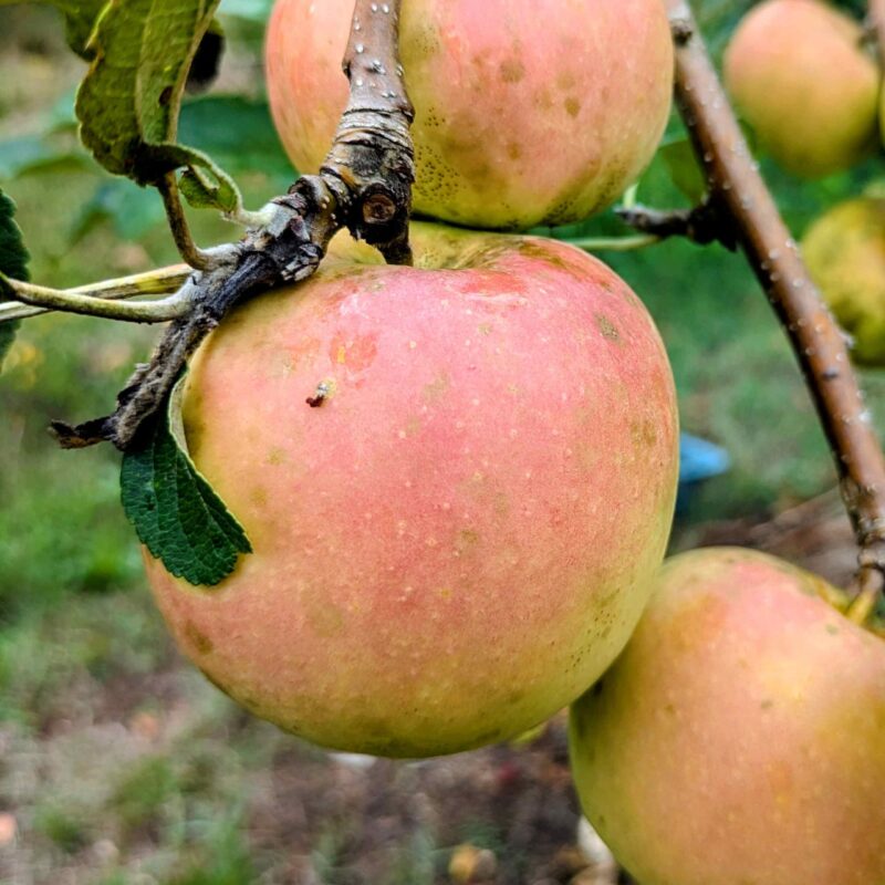 Pomme Coquette blanche