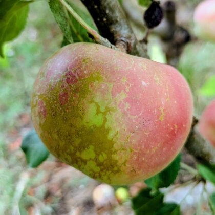 Pomme la douce