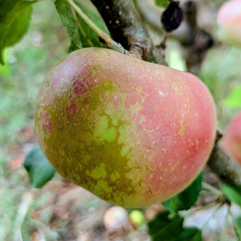 Pomme la douce