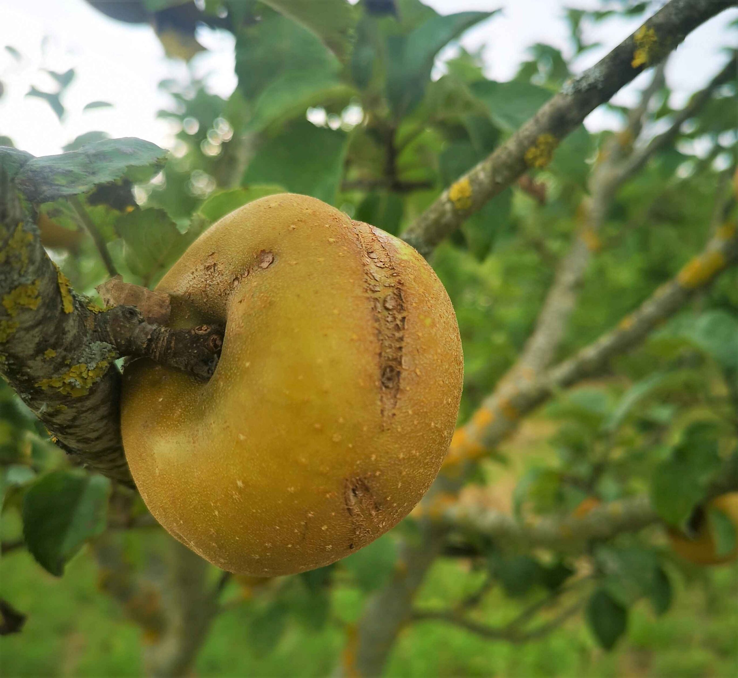 Pomme Patte de loup – le jardin des intuitions
