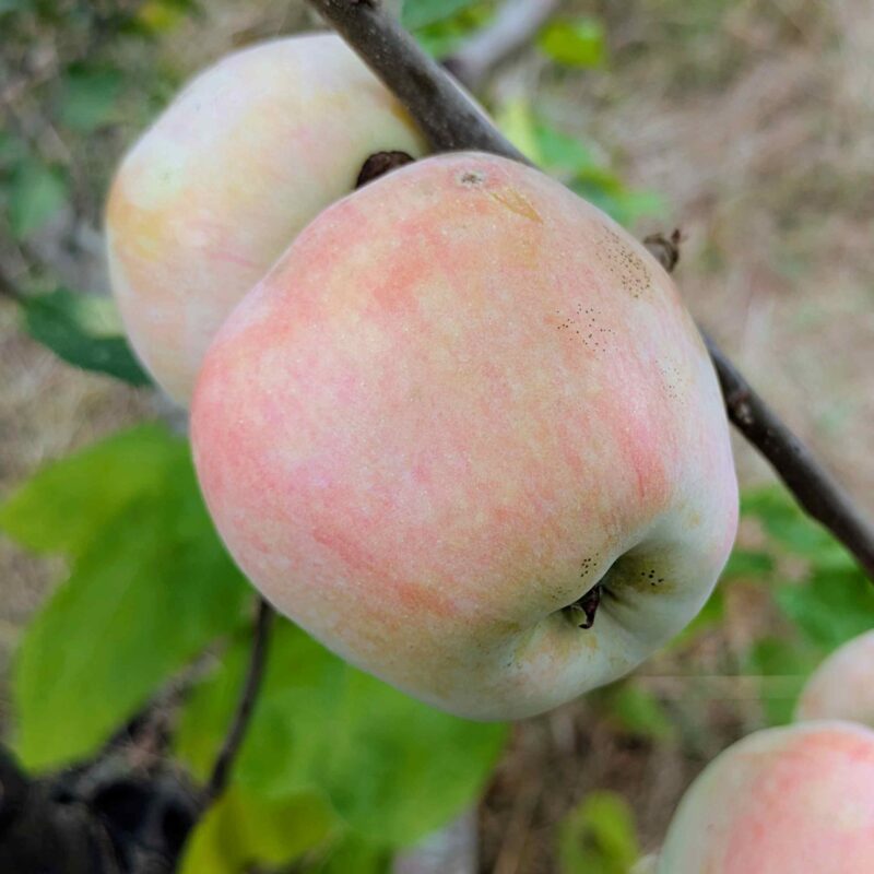 Pomme Rose de Virginie