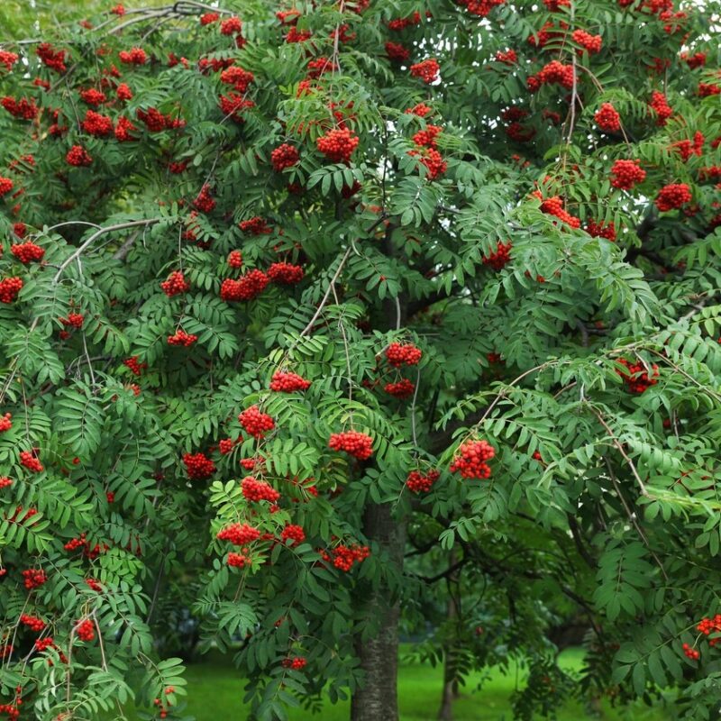 Sorbier des oiseleurs (Sorbus aucuparia)