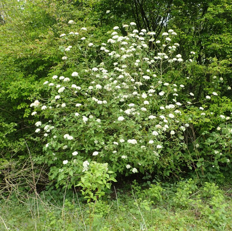 Viorne lantane (Viburnum lantana)