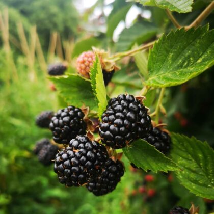 Mûre géante sans épine 'sweet home' (ronce sans épine, rubus fruticosus)