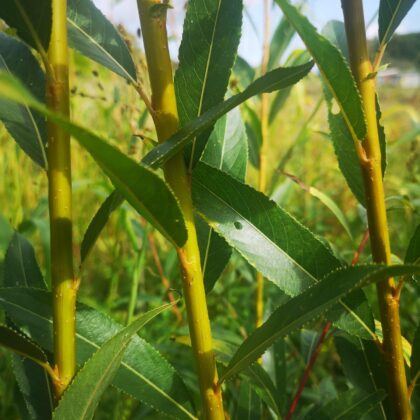 Osier jaune (Salix alba)