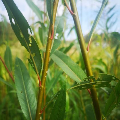 Osier pourpre (Salix purpurea)