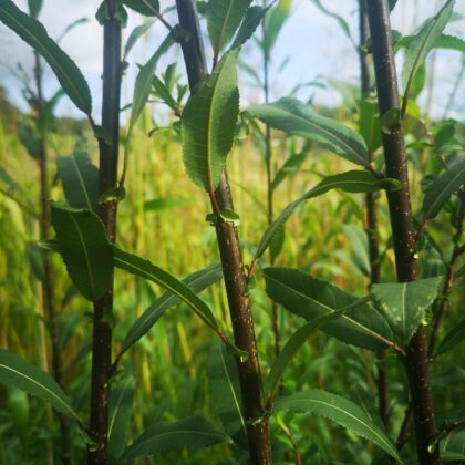 Osier noir (Salix triandra)