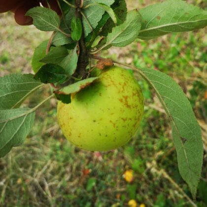 Pomme Cinq côtes de Charente