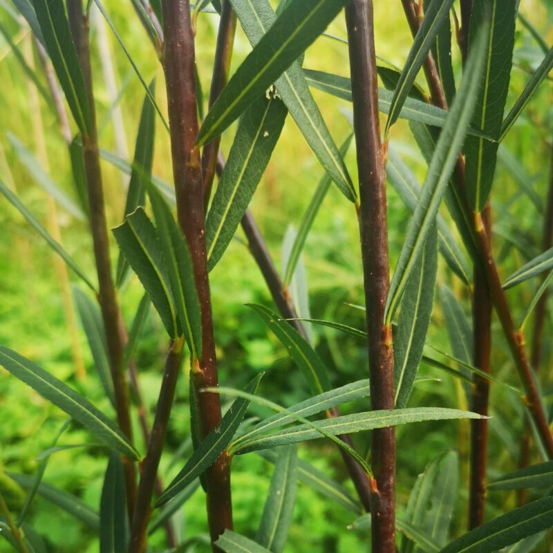 Osier purpurea x daphnoides