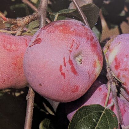Pomme Rose de Saint-Yriex