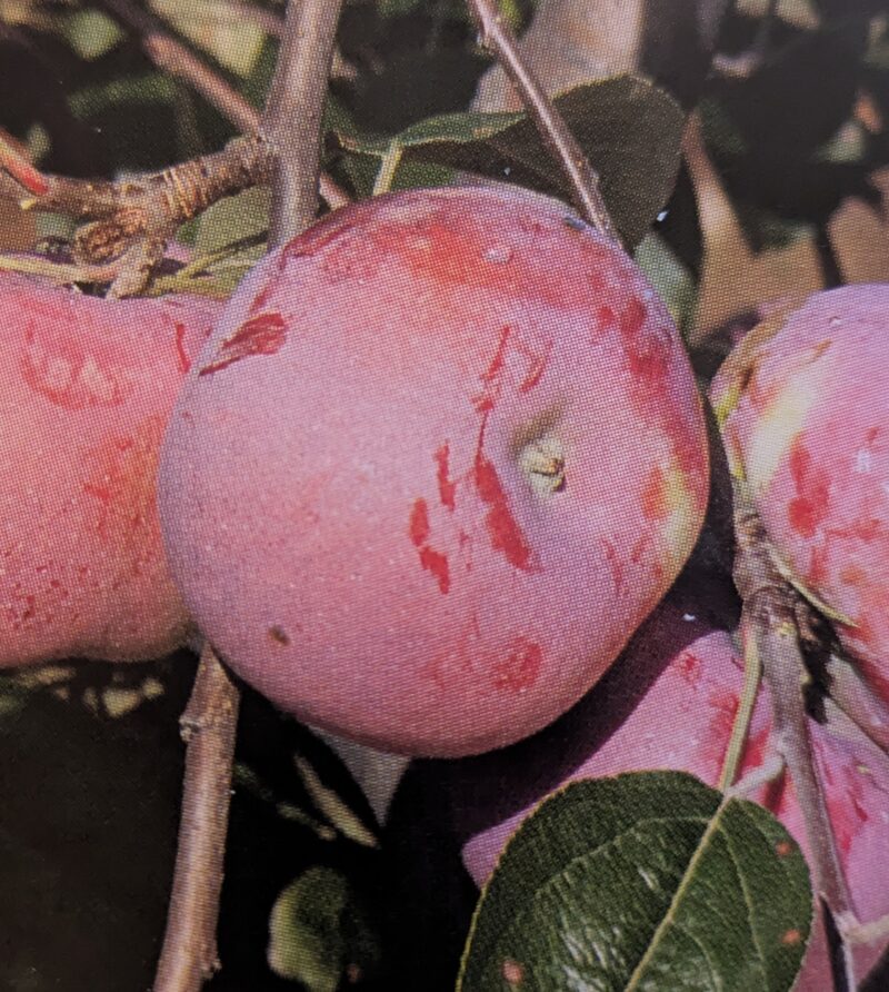 Pomme Rose de Saint-Yriex