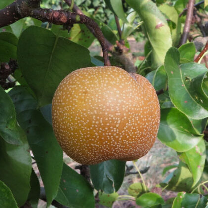 Nashi kosui
