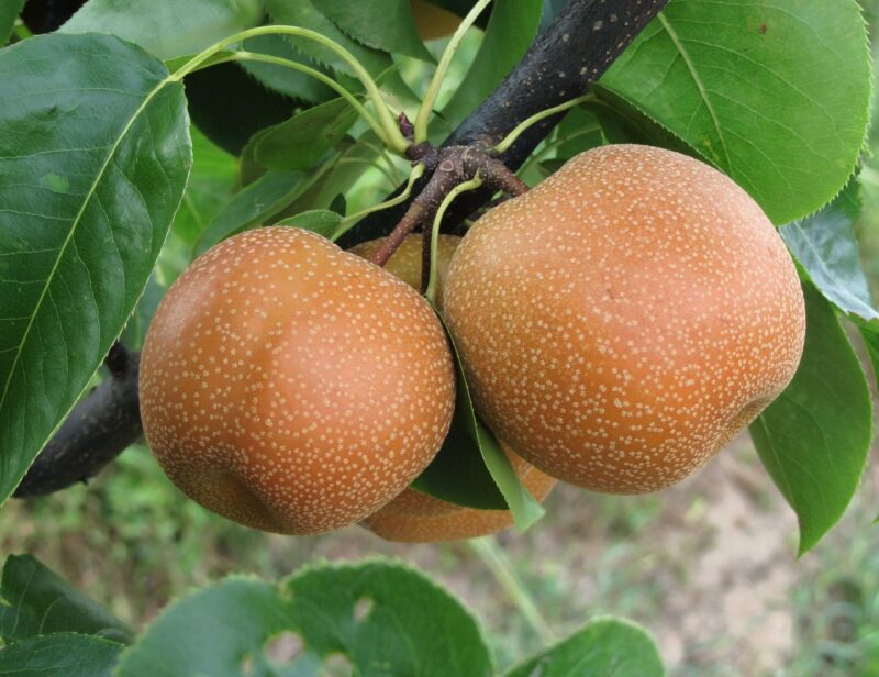 Nashi kumoi