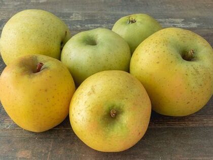 Pomme Chantecler