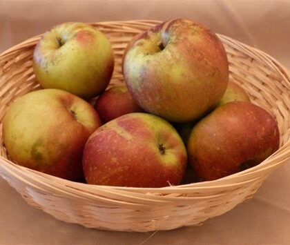 Pomme Châtaignier