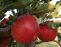Pomme Melrose