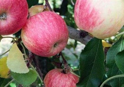 Pomme pay bou