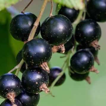 Cassis titania