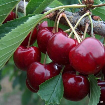 Cerise Lapins