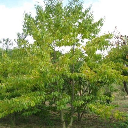 Diospyros lotus