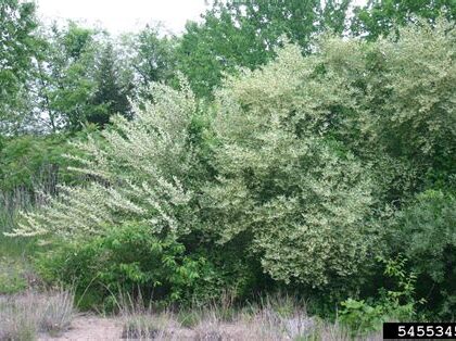 Elaeagnus umbellata