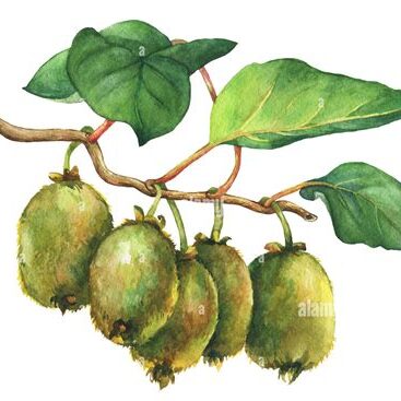 Kiwai "kiwi de Sibérie"