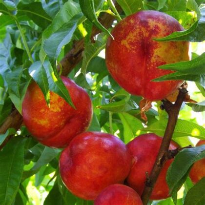 Nectarine felligni