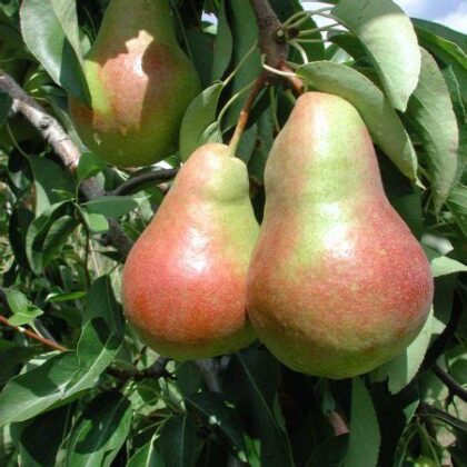 Poire harrow sweet