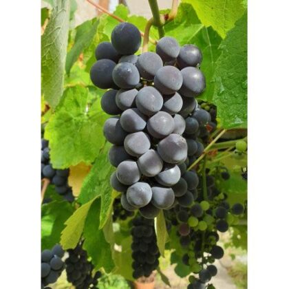 Vigne fraise Isabelle