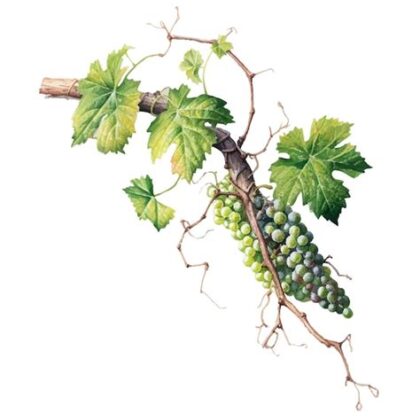 Vignes