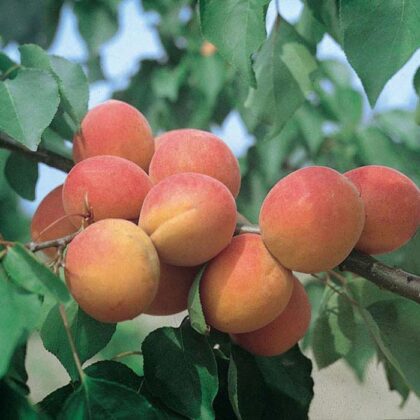 Abricotier 'Bergeron'