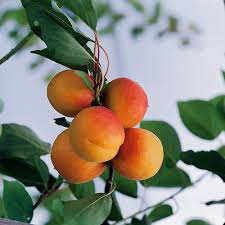 Abricotier ‘Bulida’