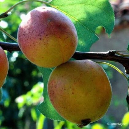 Abricot 'Paviot'