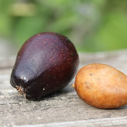 Avocatier 'mexicola' de semis