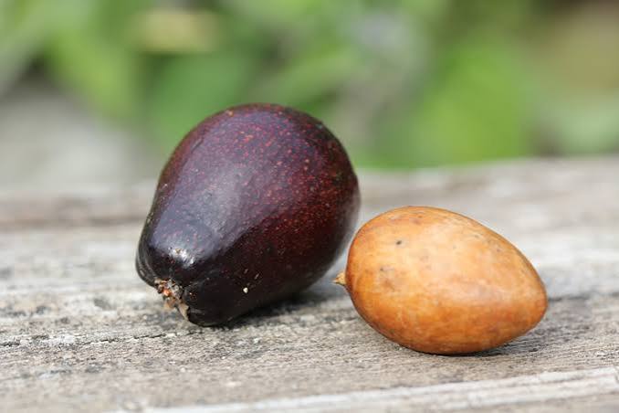 Avocatier 'mexicola' de semis