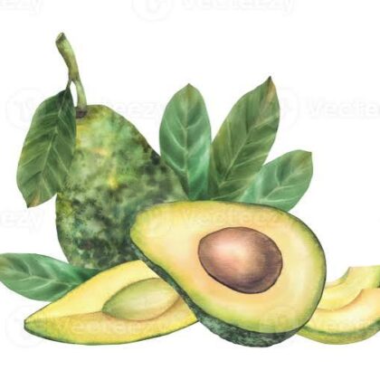 Avocatiers mexicains
