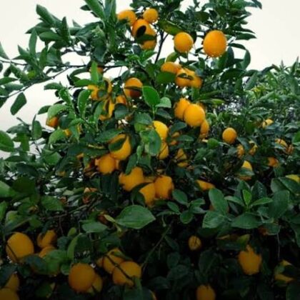 Citron 'Meyer'