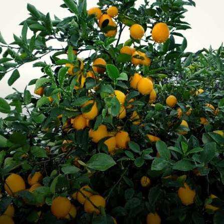 Citron ‘Meyer’