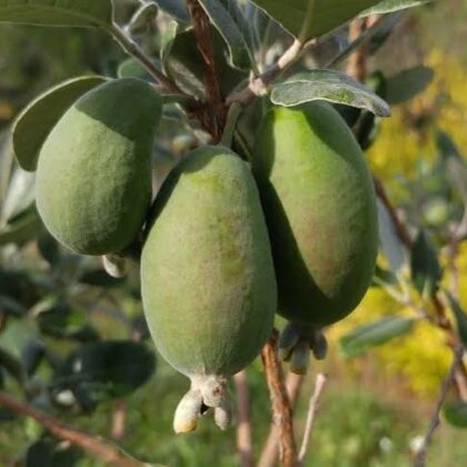 Feijoa de semis